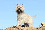 CAIRN TERRIER 321